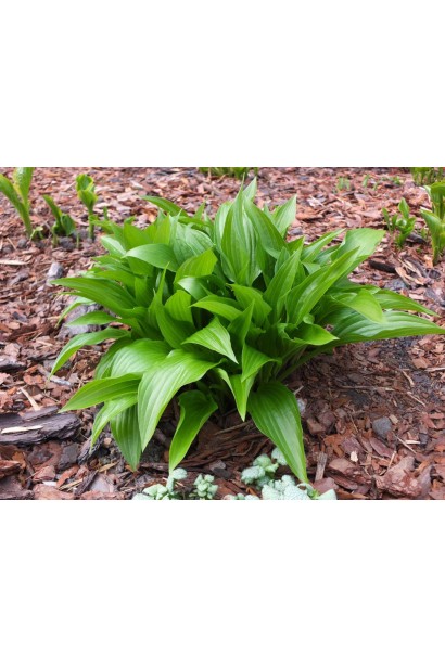 Хоста ланцетолиста посадка